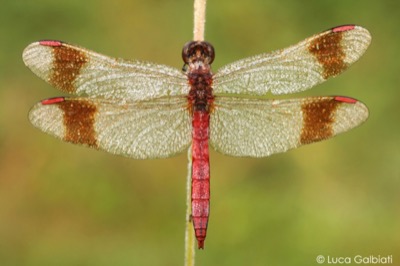Sympetrum pedemontanum macho en estado por Luca