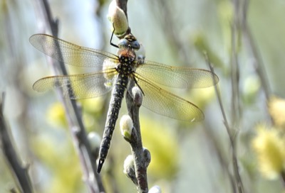 Brachytron pratense hembra en estado por Ricardo Jorge Almeida Costa