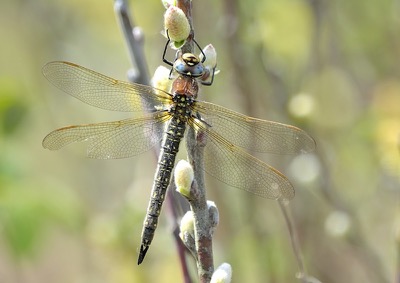 Brachytron pratense hembra en estado por Ricardo Jorge Almeida Costa