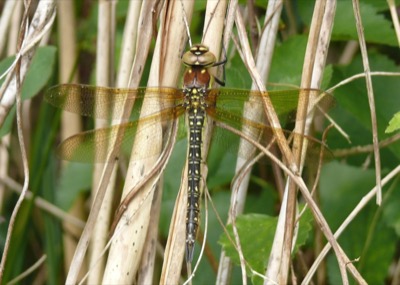 Brachytron pratense hembra en estado por Damian Keith