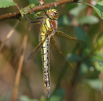 Brachytron pratense hembra en estado por Damian Keith