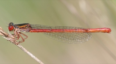 Ceriagrion tenellum hembra en estado por Damian Keith