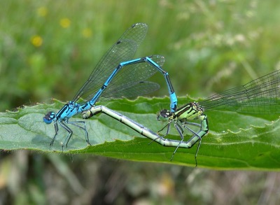 Coenagrion puella copula en estado por Damian Keith