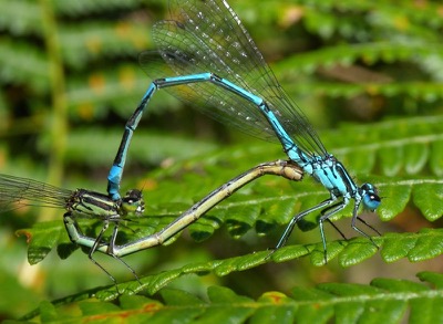 Coenagrion puella copula en estado por Damian Keith