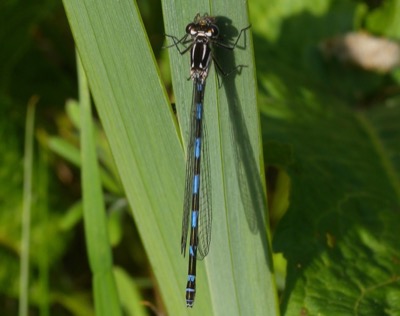 Coenagrion pulchellum hembra en estado por Damian Keith