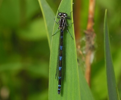 Coenagrion pulchellum hembra en estado por Damian Keith