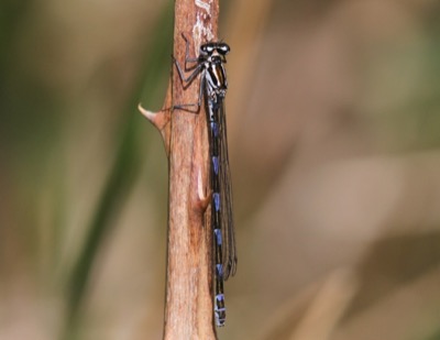 Coenagrion pulchellum hembra en estado por Damian Keith
