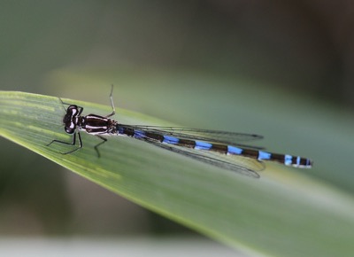 Coenagrion pulchellum hembra en estado por Damian Keith