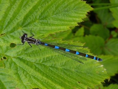 Coenagrion pulchellum hembra en estado por Damian Keith