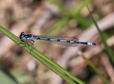 Coenagrion pulchellum macho en estado por Damian Keith