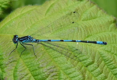 Coenagrion pulchellum macho en estado por Damian Keith