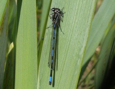 Coenagrion pulchellum macho en estado por Damian Keith