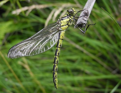 Gomphus graslinii hembra en estado por Damian Keith