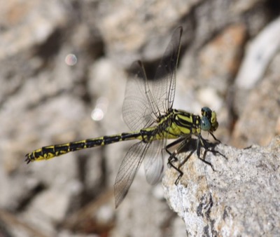 Gomphus graslinii macho en estado por Damian Keith