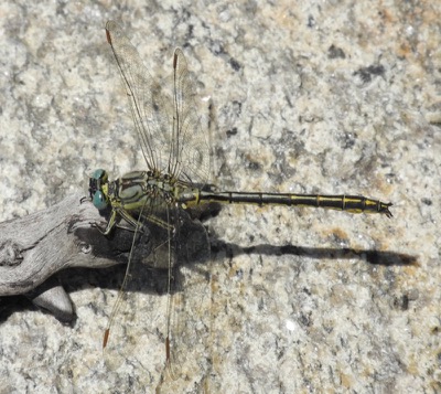 Gomphus pulchellus macho en estado por Damian Keith