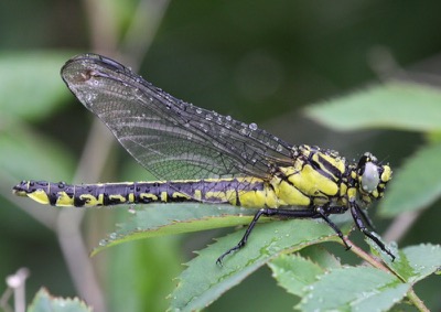Gomphus vulgatissimus hembra en estado por Damian Keith