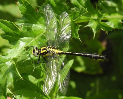Gomphus vulgatissimus macho en estado por Damian Keith