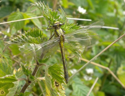 Gomphus vulgatissimus hembra en estado por Damian Keith
