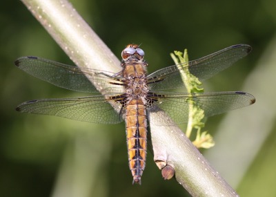 Libellula fulva hembra en estado por Damian Keith