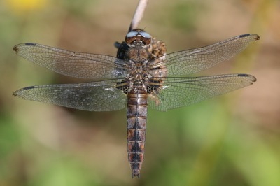 Libellula fulva hembra en estado por Damian Keith