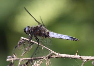 Libellula fulva macho en estado por Damian Keith