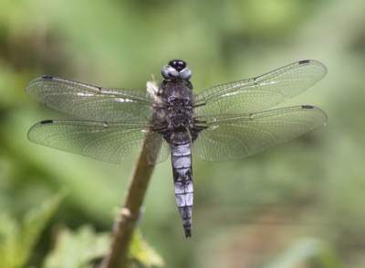 Libellula fulva macho en estado por Damian Keith