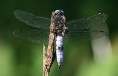 Libellula fulva macho en estado por Damian Keith