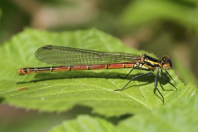 Pyrrhosoma nymphula hembra en estado por Damian Keith