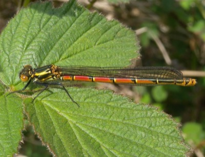 Pyrrhosoma nymphula hembra en estado por Damian Keith