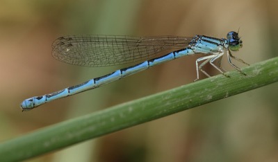 Coenagrion caerulescens hembra en estado por Arturo Bernal