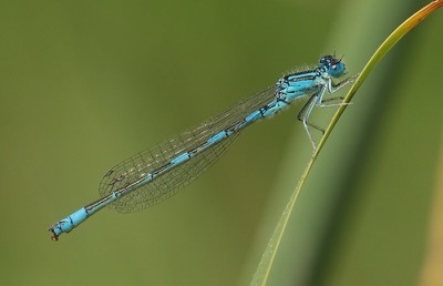 Coenagrion caerulescens macho en estado por Arturo Bernal