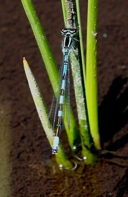 Coenagrion hastulatum macho en estado por Arturo Bernal