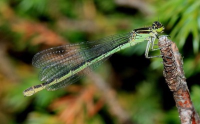 Coenagrion hastulatum hembra en estado por Arturo Bernal
