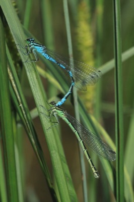 Coenagrion hastulatum copula en estado por Arturo Bernal