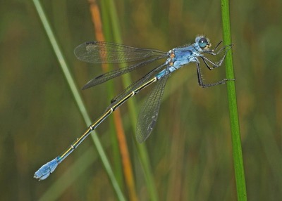 Lestes macrostigma hembra en estado por Arturo Bernal