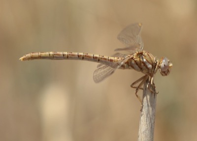 Onychogomphus costae hembra en estado por Arturo Bernal