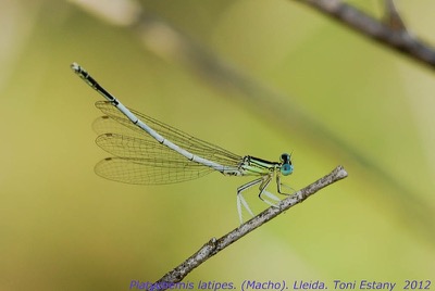 Platycnemis latipes macho en estado por Toni Estany Caus