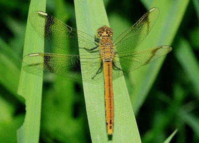Sympetrum pedemontanum hembra en estado por Arturo Bernal