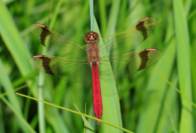 Sympetrum pedemontanum macho en estado por Arturo Bernal