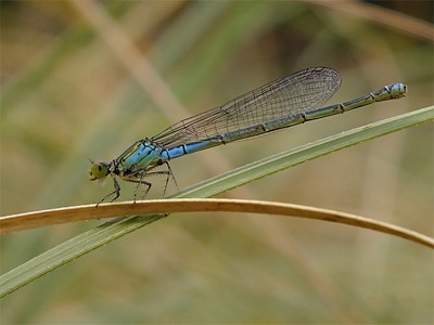 Erythromma viridulum hembra en estado por Merche de la Fuente Ruiz