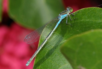 Erythromma viridulum hembra en estado por Nelson Fonseca