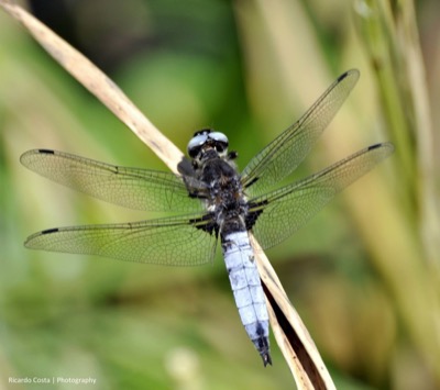Libellula fulva macho en estado por Ricardo Jorge Almeida Costa