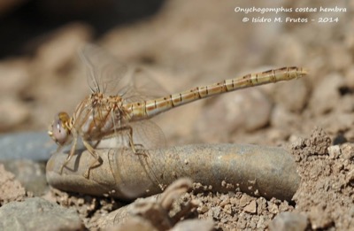Onychogomphus costae hembra en estado por Isidro Frutos-Cuadrado