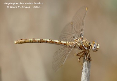 Onychogomphus costae hembra en estado por Isidro Frutos-Cuadrado