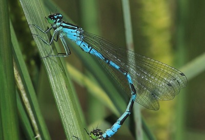 Coenagrion hastulatum macho en estado por Arturo Bernal