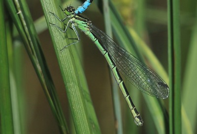 Coenagrion hastulatum hembra en estado por Arturo Bernal