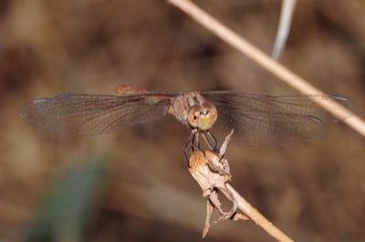 Sympetrum flaveolum hembra en estado por Juan Pedro Serrano León