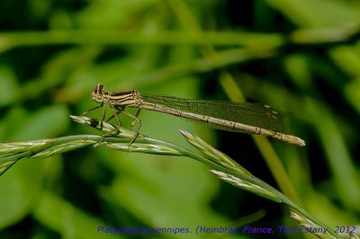 Platycnemis pennipes hembra en estado por Toni Estany Caus