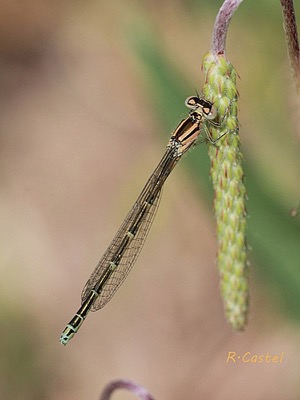 Coenagrion caerulescens hembra en estado por Ricard-Lluis Castel Riu