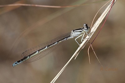 Coenagrion caerulescens hembra en estado por Ricard-Lluis Castel Riu